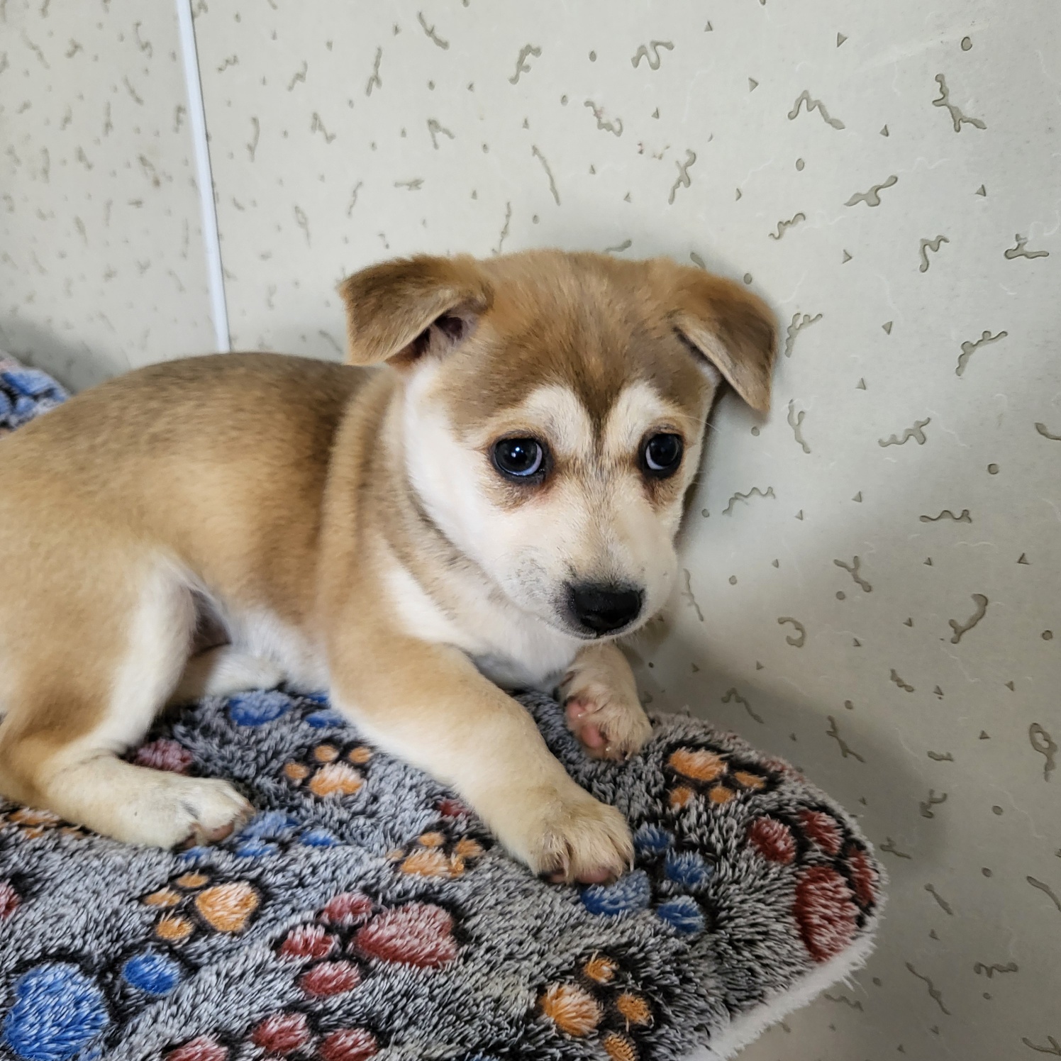 보호중 믹스견의 가…